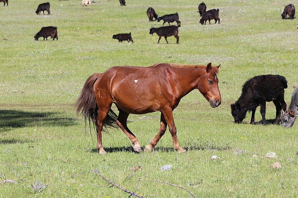 A horse standing in a grassy field